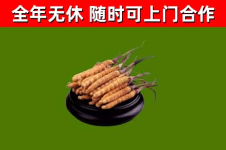 南岗区回收散虫草