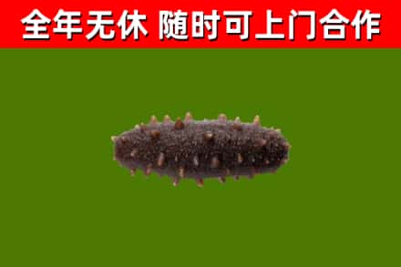 南岗区回收海参干